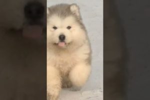 Funniest and Cutest Puppies, Funny Puppy Video 2022 Ep496