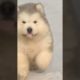 Funniest and Cutest Puppies, Funny Puppy Video 2022 Ep496