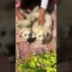Funniest and Cutest Puppies, Funny Puppy Video 2022 Ep512