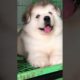 Funniest and Cutest Puppies, Funny Puppy Video 2022 Ep525