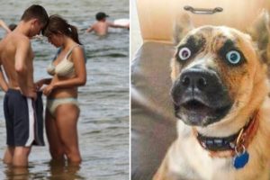 Funny Pets & Animals that will make your day not so boring