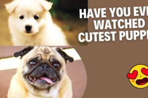 Funny and Cute Puppies Best Videos|With small stories and Comedy