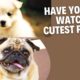 Funny and Cute Puppies Best Videos|With small stories and Comedy