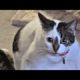 Funny animals - Funny cats / dogs - Funny animal videos 197