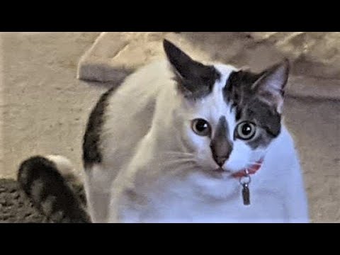 Funny animals - Funny cats / dogs - Funny animal videos 197