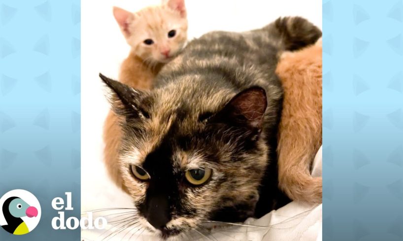 Gata mamá protectora asustada de la gente se enamora del gato de su mamá | Cat Crazy | El Dodo