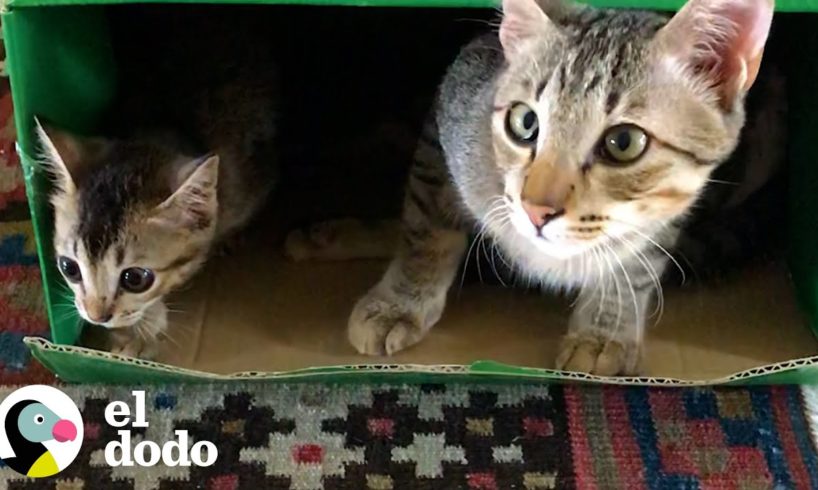 Gatita que no podía caminar corre con su hermano mayor a cenar ahora | El Dodo