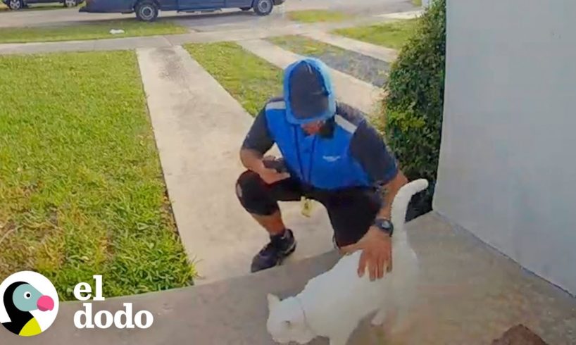 Gato es captado en cámara saludando a los carteros del vecindario | El Dodo