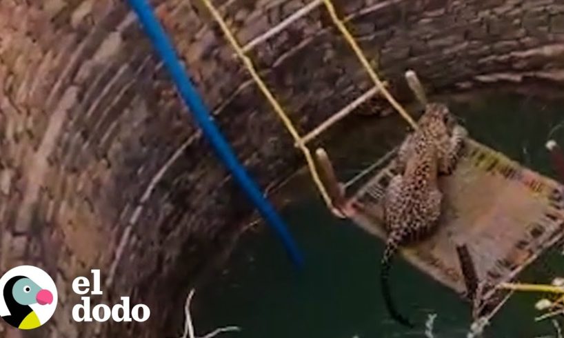 Gente se une para salvar a un leopardo atrapado | El Dodo