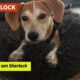 Ghana & Sherlock are in the Netherlands looking for a home!!! - Takis Shelter