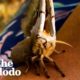 Giant Moth Trusts Her Rescuer To Raise Her Babies | The Dodo Heroes