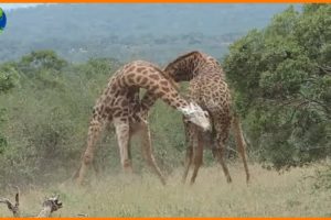 Giraffes Fight For Mating - Animal Video |  Nature Documentary