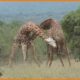 Giraffes Fight For Mating - Animal Video |  Nature Documentary
