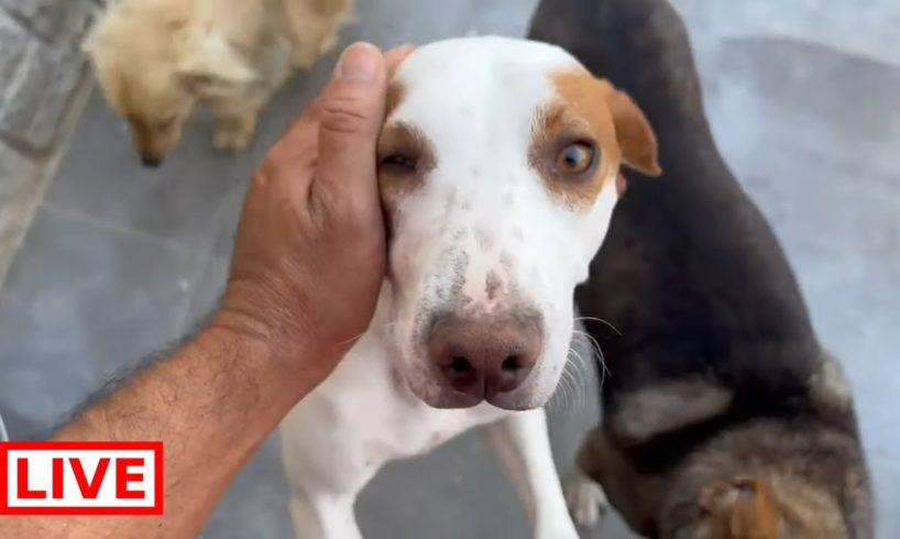 Grandpa and Snoopy are doing great - Takis Shelter