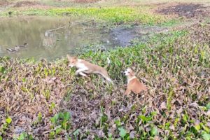 Grazing Cows Playing Puppy/Our Village Animals/#cow /#puppy /#play