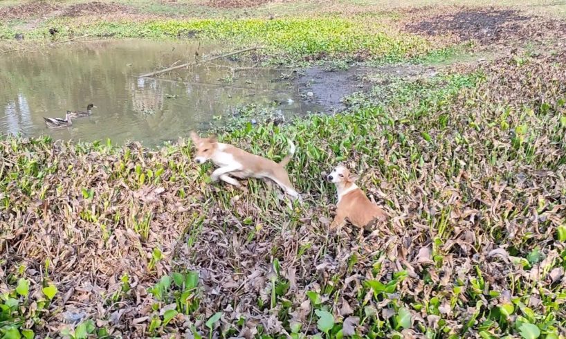 Grazing Cows Playing Puppy/Our Village Animals/#cow /#puppy /#play