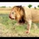 Greatest, Craziest Fights Animal Kingdom|Caught On Camera|Wild Animal Fights 2021|Wild Encounters