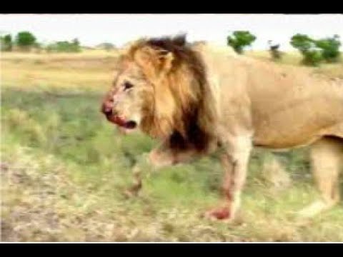 Greatest, Craziest Fights Animal Kingdom|Caught On Camera|Wild Animal Fights 2021|Wild Encounters
