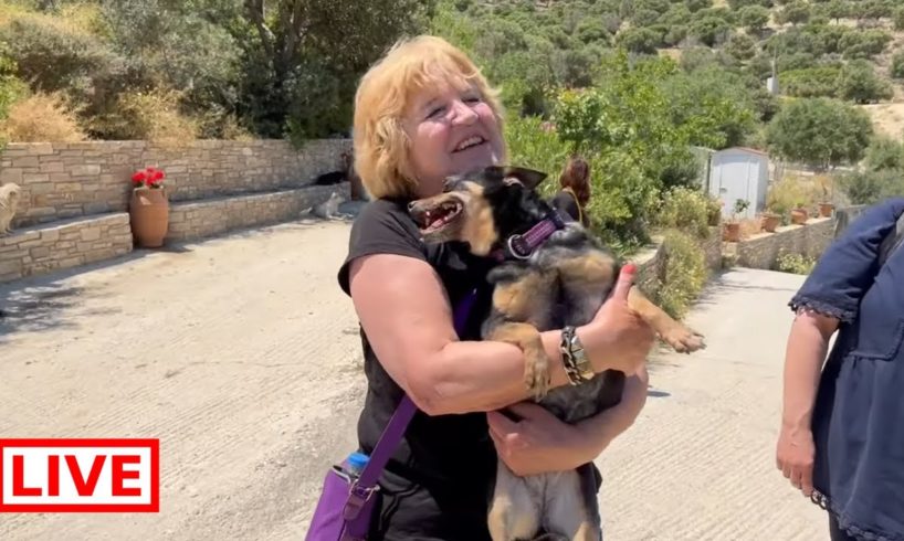 Grioula was out for her daily walk and the visitor found her 😂 - Takis Shelter