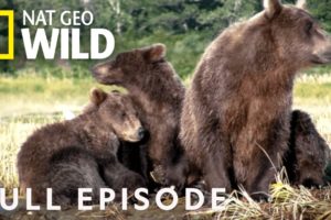 Grizzly Bears, Buanacos, Beetles (Full Episode) | Animal Fight Night