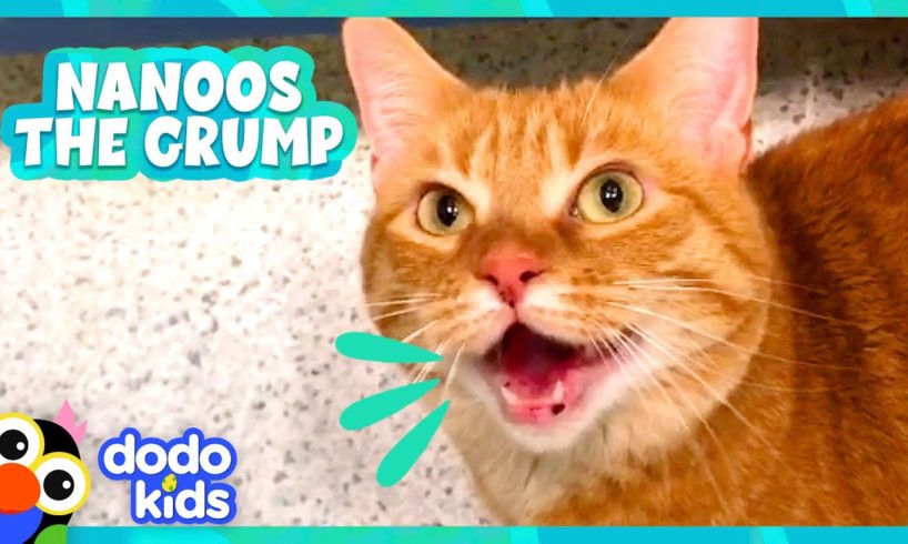Grumpy Cat Only Likes One Thing... | Dodo Kids | Animal Videos