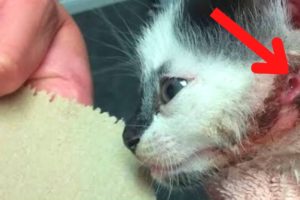 HUGE Botfly Removed From A Kitten's Neck