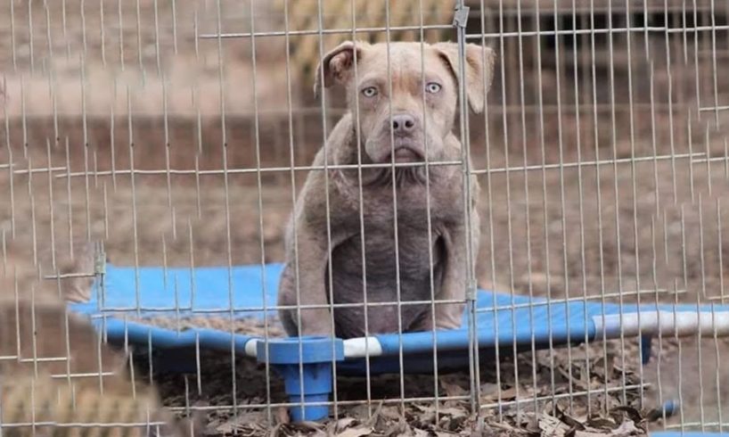 He Was Born Sick, Imprisoned And Neglected in a Barn After His Siblings Were Sold