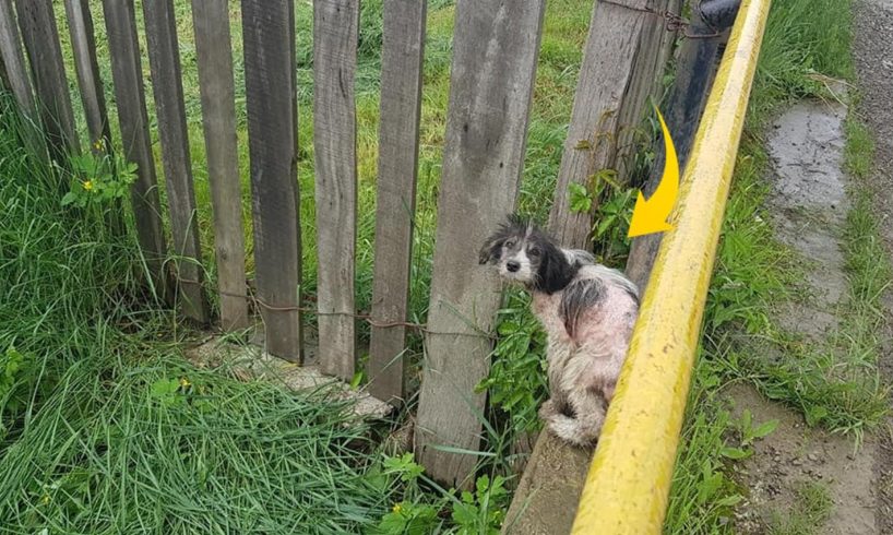 He was dumped beside the river, shaking in cold and wet under raining hopeless waiting for help!