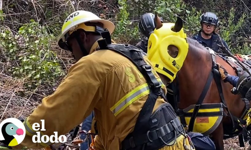 Helicóptero viene a salvar a caballo que cayó de un acantilado | El Dodo
