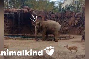 Hero elephant rescues antelope from drowning | Animalkind