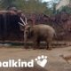 Hero elephant rescues antelope from drowning | Animalkind