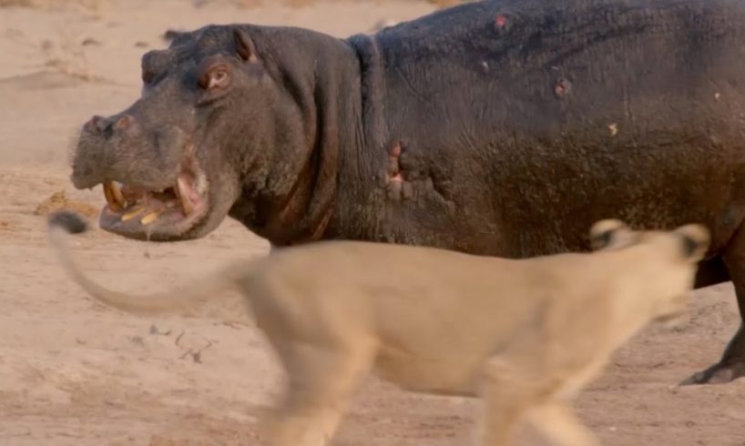 Hippo vs Lion Clan | Natural World | BBC Earth