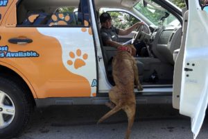 Hope For Paws Rescuing Stray Dogs Then This Happens - He Jumped In!