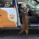 Hope For Paws Rescuing Stray Dogs Then This Happens - He Jumped In!