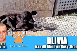 Hope Rescues Abandoned Olivia From Busy Street - @Viktor Larkhill Extreme Rescue
