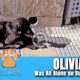 Hope Rescues Abandoned Olivia From Busy Street - @Viktor Larkhill Extreme Rescue