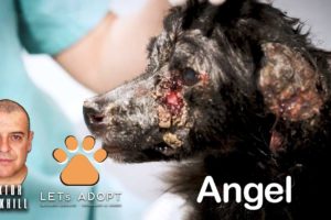 Hope Rescues Precious Angel Now & Forever @Viktor Larkhill #DogRescue