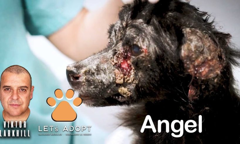 Hope Rescues Precious Angel Now & Forever @Viktor Larkhill #DogRescue
