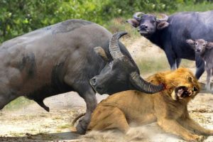 Horror... Angry Mother Buffalo Killed Lion To Save Her Calf - Buffalo Vs Lion
