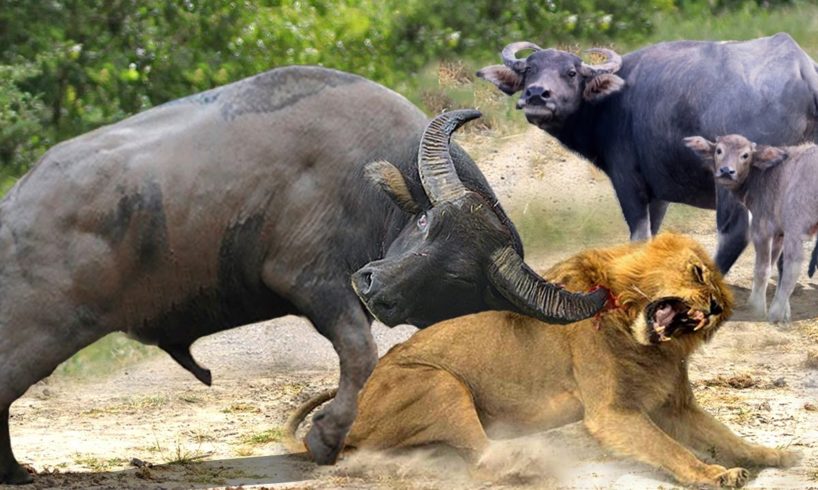 Horror... Angry Mother Buffalo Killed Lion To Save Her Calf - Buffalo Vs Lion