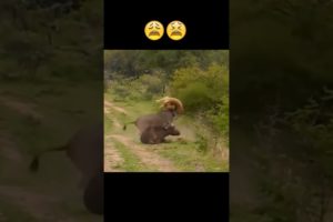 Horror!!! Buffalo Kill Lion - Wild Animal Fights