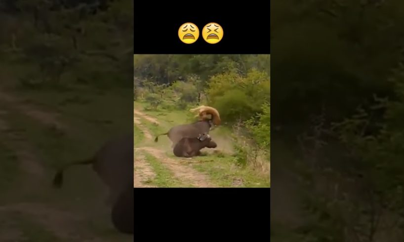 Horror!!! Buffalo Kill Lion - Wild Animal Fights