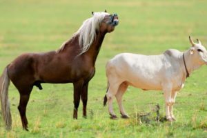 Horse Mating with Cow | Wild Animal Fights Caught On Camera (Wildlife Documentary)