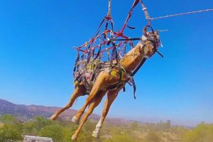 Horse Rescued From Hill By Helicopter | Incredible Animal Rescue