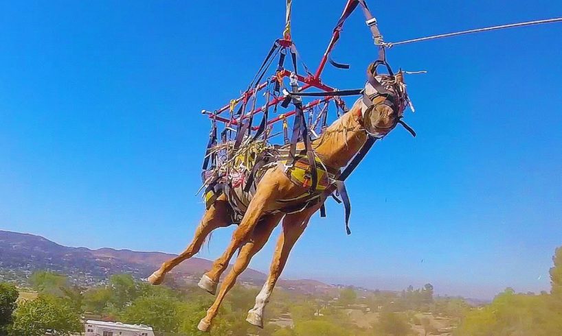 Horse Rescued From Hill By Helicopter | Incredible Animal Rescue