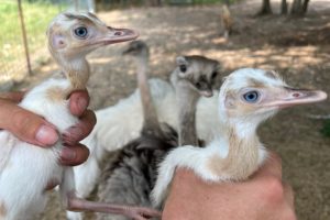 How to Hatch Rhea Eggs (I’m NOT the Father!?)