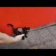 HuH ! ! Poor Kitten RESCUED Just in Time! Feeding Abandoned Stray Cat And Animal Rescue