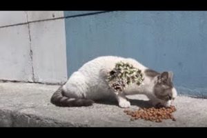 HuH ! ! Rescue And Feed Poor Stray Cat/ Feeding Abandoned Stray Cat And Animal Rescue Video 2022