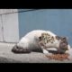 HuH ! ! Rescue And Feed Poor Stray Cat/ Feeding Abandoned Stray Cat And Animal Rescue Video 2022