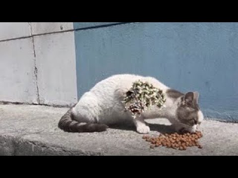 HuH ! ! Rescue And Feed Poor Stray Cat/ Feeding Abandoned Stray Cat And Animal Rescue Video 2022